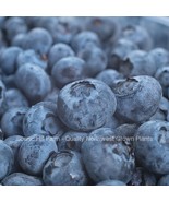 Duke Northern Highbush Blueberry Plants - State Inspected - Gallon Conta... - $44.50+