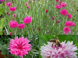 501+Pink CORNFLOWER  Bachelor Button Cut Dried Flowers Seeds Garden Cont... - £10.18 GBP