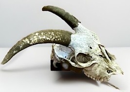 Exotic Goat Ram Skull Taxidermy - 9-10” Horns Antlers Mount Santeria Hunting - $79.44