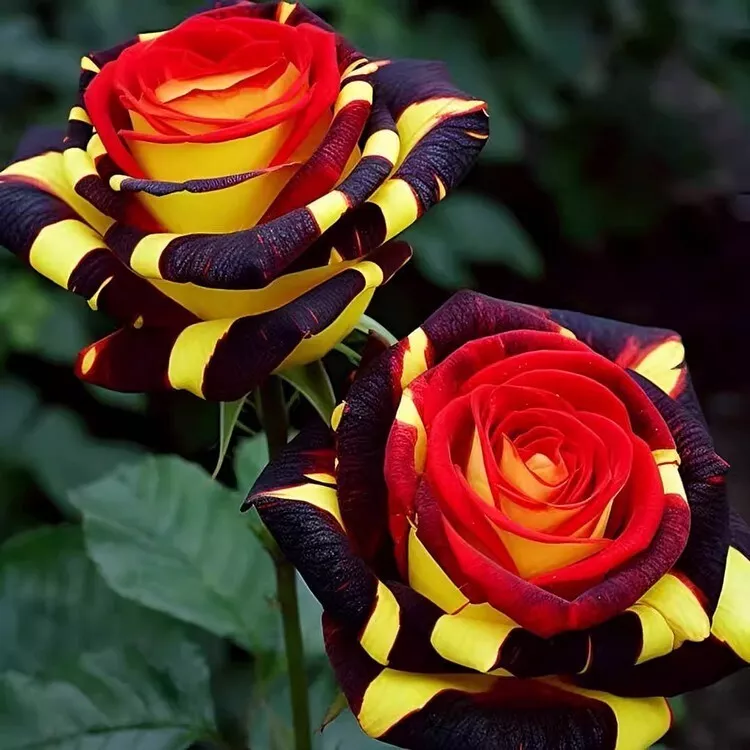 20 Rose Firebird Seeds – Vibrant Non-GMO Heirloom Flower for Garden - $10.00