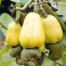 Large Yellow Cashew Plant In 10 Inch Pot Jambu Monyet New Fresh  - £134.86 GBP