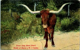 Vtg Postcard Pre-1910 Texas Long Horn Steer Width of Horns 9 Ft. 6 - £9.04 GBP