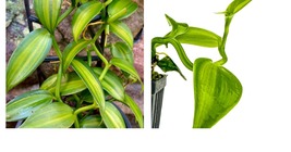 Vanilla planifolia variegata - Variegated Vanilla Bean Orchid - Live Plant - £54.22 GBP