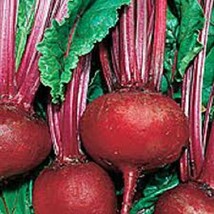 BEET SEED, DETROIT DARK RED, HEIRLOOM, ORGANIC, NON GMO, 500 SEEDS, SWEE... - £7.12 GBP