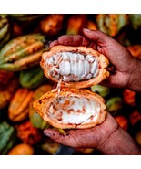 SEPTH Cacao Yellow Theobroma Cacao Live Tropical Tree 12 Inches-24 Inche... - $81.60 CAD