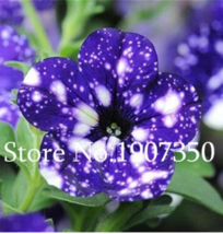 Hot New 100  pcs Funny Climbing Plants for Home Garden Planting Planting Petunia - £4.87 GBP