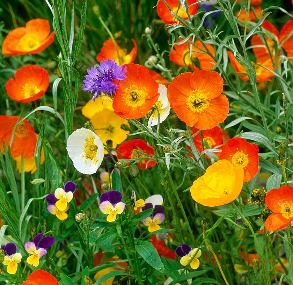 RD 200+ Iceland Champagne Bubbles Mix Poppy Seeds for Garden  - $5.15