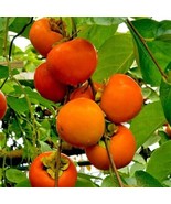 Organic Persimmon Tree 10+ Seeds  - €13,85 EUR