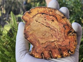 Petrified Wood Stone Decorative Crystal Slice (M11) - $24.74