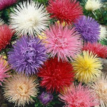 New Fresh Seeds Aster Seeds Aster Callistephus Needle Mix Flower Seed 10... - $13.06