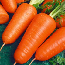 500 Seeds Carrot Chantenay Red Cored Organic Popular Heirloom Vegetable - £9.83 GBP