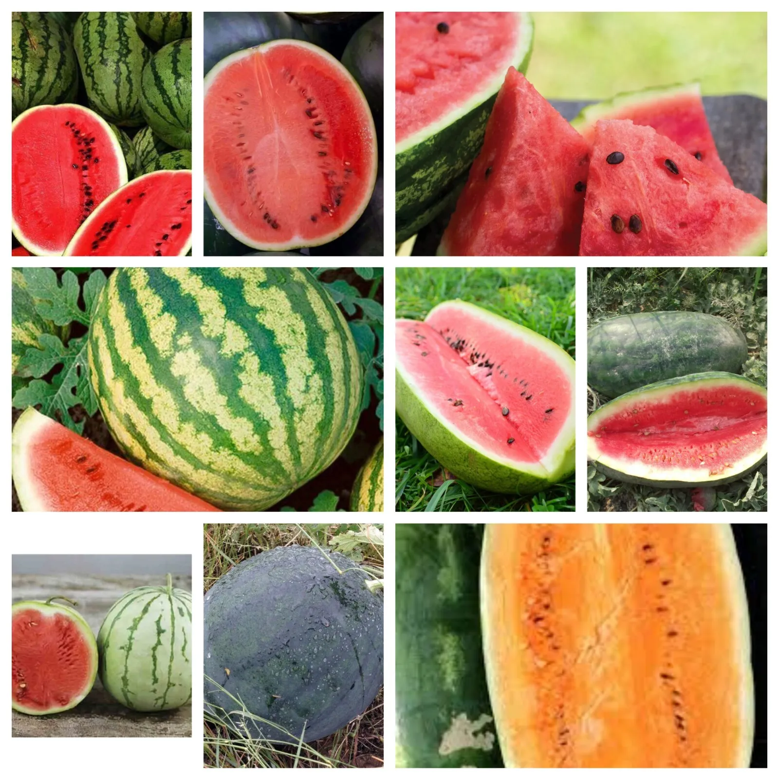 Fresh Watermelon Seeds Collection, NON-GMO, 9 Varieties, Heirloom - £4.67 GBP