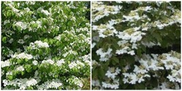 Summer Snowflake Viburnum Starter Plant ( 4m ) ( 1 live plant ) - £36.18 GBP