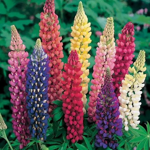 Russell Lupine Mixed Colors Perennial Hummingbirds Bees Love Non-Gmo 50 Seeds Ga - £6.23 GBP