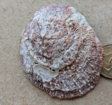 One big red colored Beach Collected Shell from Israel READ DESCRIPTION #2 - $1.93