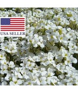 Arabis Alpina Ssp Caucasica Compacta Snowfix Caucasus Rock Cress 50 Seed... - $22.13 CAD