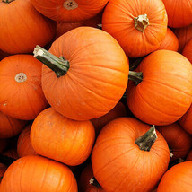 SH New England Pie Pumpkin Seeds   15 Seeds       - £3.58 GBP