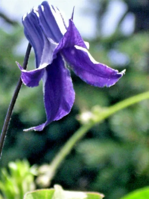 20 Clematis &quot; Rooguchi &quot; Seeds Purple Bell Shaped Flowers Fresh Garden - £9.44 GBP
