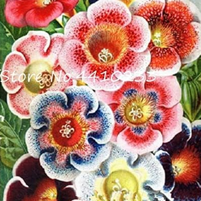 Gloxinia Seeds Sinningia Gloxinia Color:H - $9.99