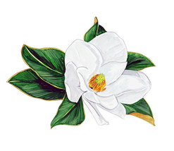Magnolia White Blossom Mississippi Louisiana State Flower Vinyl Decal Sticker - £5.46 GBP+