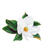 Magnolia White Blossom Mississippi Louisiana State Flower Vinyl Decal St... - $6.95+