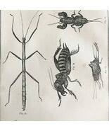 Walking Stick Crickets Katydids 1863 Victorian Farming Agriculture Insec... - $918.20 MXN