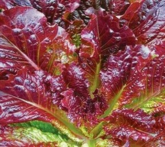 500 SEEDS RED ROMAINE LETTUCE QUICK GROWTH WITH HEIRLOOM SEEDS - £6.38 GBP