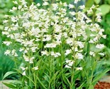 300 Seeds Foxglove Beardtongue Seeds Native Wildflower Cut Flowers Conta... - $8.99