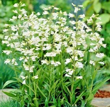 300 Seeds Foxglove Beardtongue Seeds Native Wildflower Cut Flowers Container Gar - £7.06 GBP