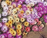 16,000 Seeds Ice Plant Mix Flower Seeds Groundcover Drought Heat Poor Soils - $8.99