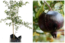 Big Black Pomegranate (Punica Granatum) Live Fruit Tree 2’-3’ - £95.41 GBP