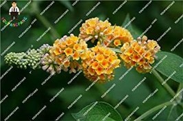 New Arrival 50pcslot Imported Butterfly Bush Bud - $9.98