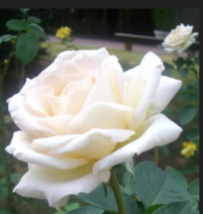  WHITE ROSE  Bush Shrub Perennial Flower  5 Seeds  - £8.64 GBP