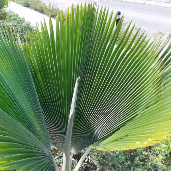 Pritchardia Pacifica Fiji Fan Palm 10 Seeds Ref Center L2 Fresh Seeds - $11.80