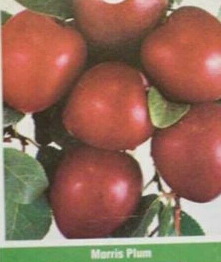 MORRIS PLUM 2-3 Ft Tall Fruit Tree Plums Plant Plums Plants Trees Garden Orchard - £110.56 GBP