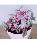 Pink Tradescantia Nanouk Live Plant Wandering Jew Indoor House Plant 2 I... - $58.98
