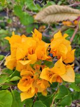 Gold Yellow Bougainvillea Live Plant Paper Flower 7&quot; Tall In 4&quot; Pot - £21.43 GBP