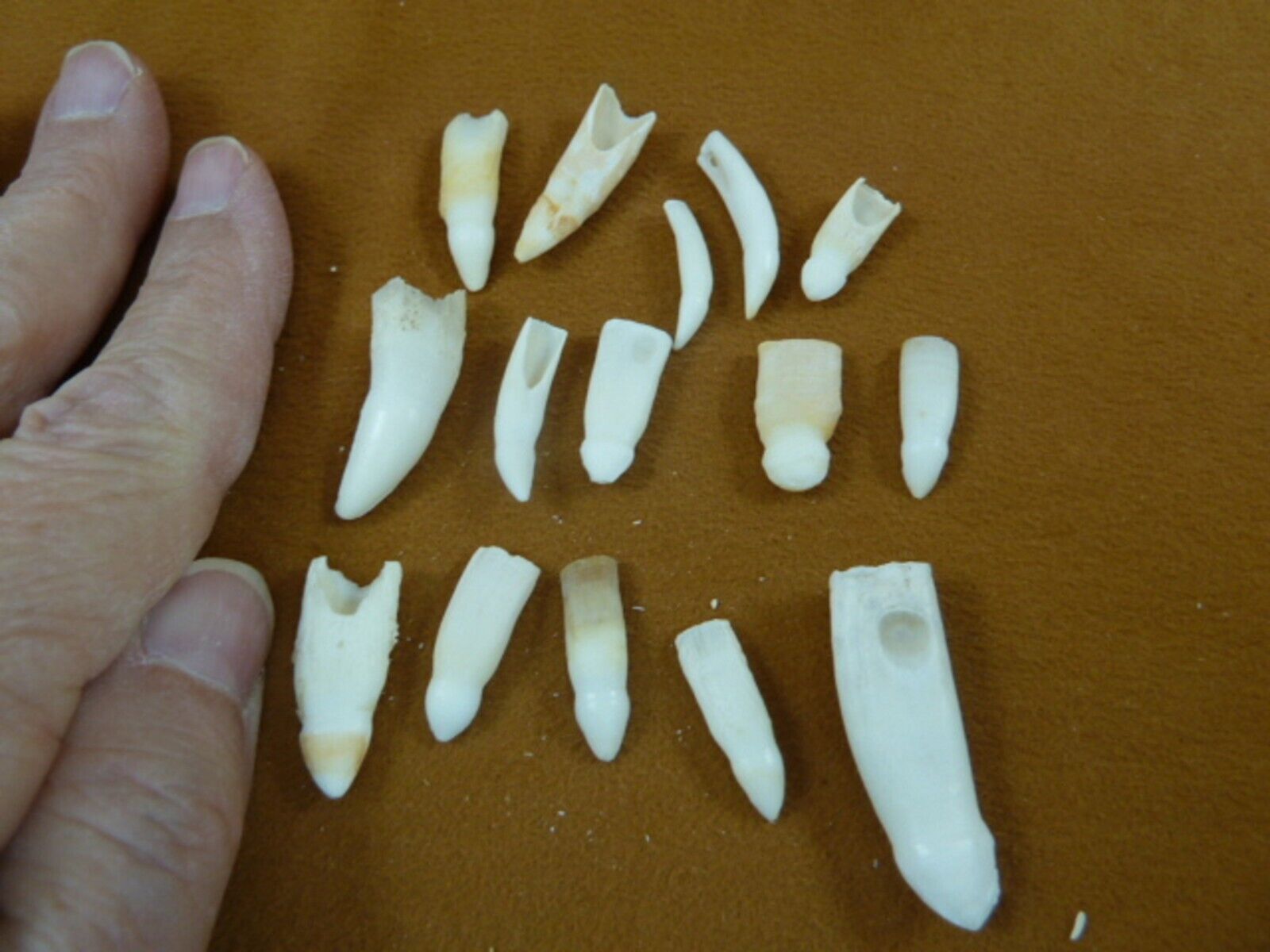 (G370-5) 15 GATOR Alligator Aligator T**th Dentition make jewelry mixed ... - $14.01