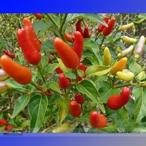 Heirloom Hawaii Red Yellow Pod Chili Pepper Organic Seeds, Professional Pack, 50 - £3.59 GBP