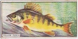 Cowan Co Toronto Card Yellow Perch Canadian Fish - $9.89
