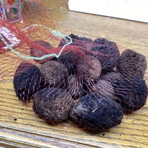 12Lbs Black Walnuts hulled in shell fresh harvest 2023 Non GMO Organic Indiana - £38.68 GBP