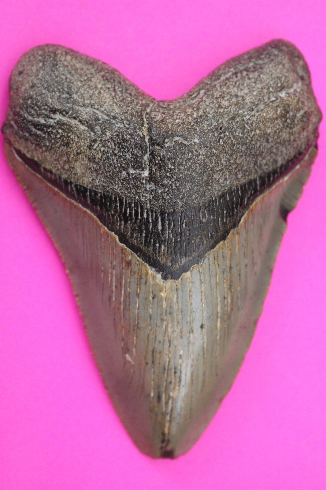 Authentic Megalodon Shark Tooth 4.07 Inches 131 Grams Fossil Dino Girl C... - $122.99