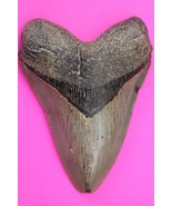 Authentic Megalodon Shark Tooth 4.07 Inches 131 Grams Fossil Dino Girl C... - $170.18 CAD
