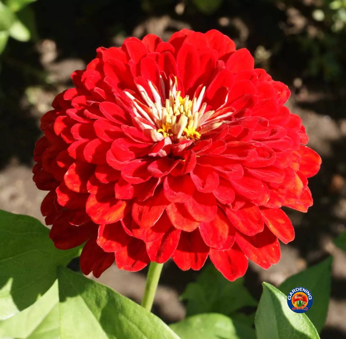 75 Zinnia Cherry Queen Flower Seeds Zinnia Elegans Fresh Seeds - $13.78