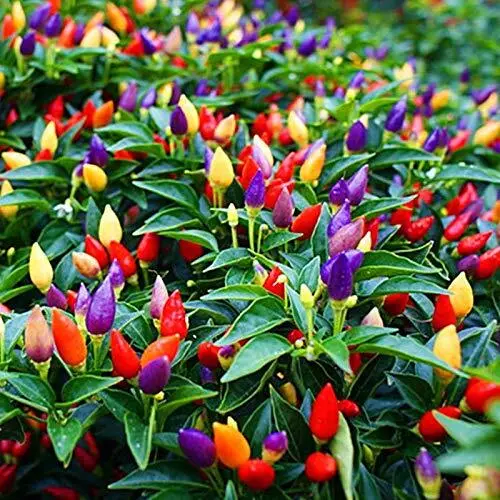 5 Color Pepper Plant Seeds For Planting 25+ Seeds Exotic Seeds To Gro Us... - £13.04 GBP