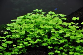 Aquarium Plants Hydrocotyle tripartita &quot;Japan&quot; in Vitro Dwarf Pennywort - £20.43 GBP