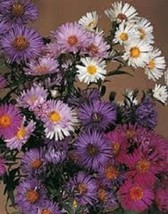 THJAR 30 Aster Novae Belgii Mix Flower Seeds / Annual - $6.74