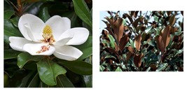 Live Plant - Brackens Brown Beauty Southern Magnolia Tree - Quart Pot - £44.63 GBP