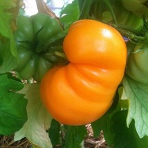 BStore 45 Goldie Tomato Seeds Heirloom - £6.75 GBP