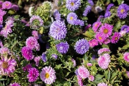 KBT 200 Powder Puff China Aster Seed Mix Non Gmo Heirloom Bulk Seeds - $168.73 MXN